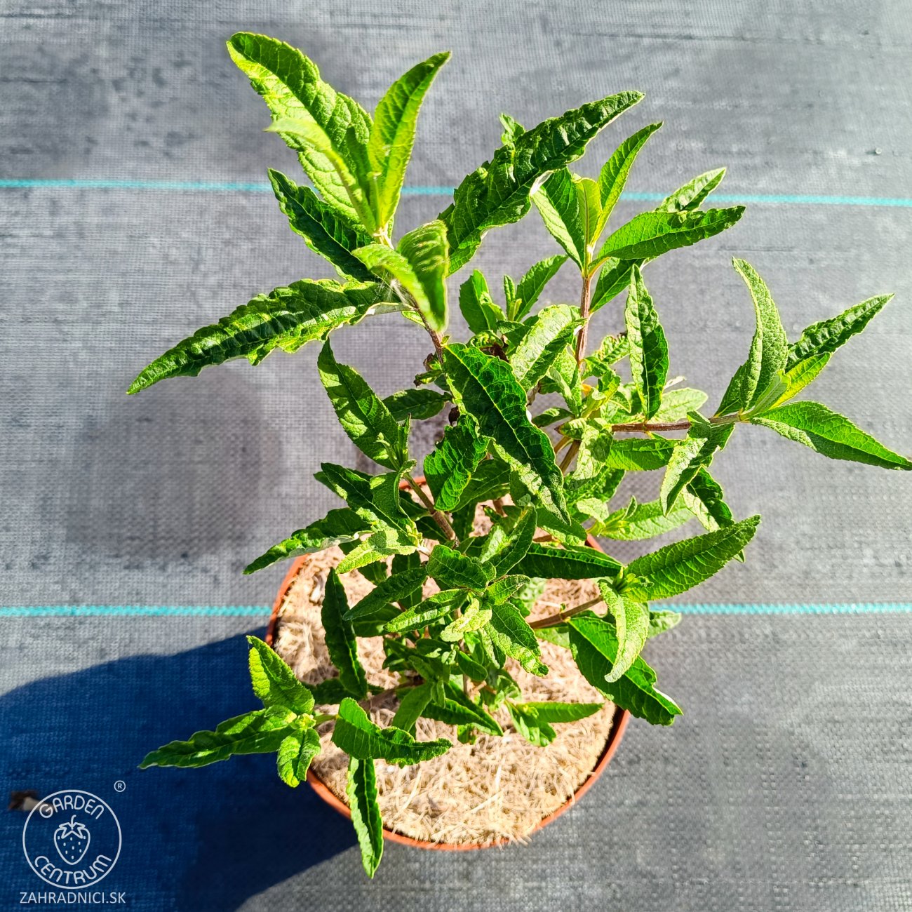 Obrázok Budleja Dávidova (Buddleja Davidii) ´BERRY´S CREAM´ - výška 20-30 cm, kont. C2L